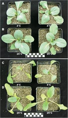 Transcriptome and Small RNA Combined Sequencing Analysis of Cold Tolerance in Non-heading Chinese Cabbage